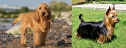 Griffon Fauve de Bretagne vs Australian Silky Terrier - Breed Comparison