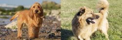 Griffon Fauve de Bretagne vs Basque Shepherd - Breed Comparison