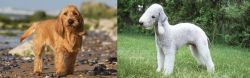 Griffon Fauve de Bretagne vs Bedlington Terrier - Breed Comparison