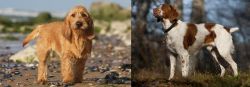 Griffon Fauve de Bretagne vs Brittany - Breed Comparison