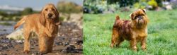 Griffon Fauve de Bretagne vs Brussels Griffon - Breed Comparison