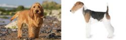 Griffon Fauve de Bretagne vs Fox Terrier - Breed Comparison