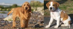 Griffon Fauve de Bretagne vs Francais Blanc et Orange - Breed Comparison