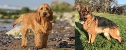 Griffon Fauve de Bretagne vs German Shepherd - Breed Comparison