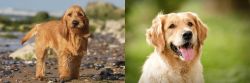Griffon Fauve de Bretagne vs Golden Retriever - Breed Comparison