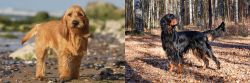 Griffon Fauve de Bretagne vs Gordon Setter - Breed Comparison