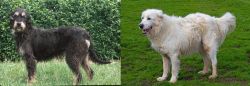 Griffon Nivernais vs Abruzzenhund - Breed Comparison