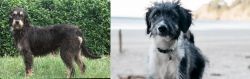Griffon Nivernais vs Bordoodle - Breed Comparison