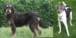 Griffon Nivernais vs Brazilian Terrier - Breed Comparison