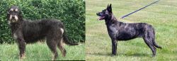 Griffon Nivernais vs Dutch Shepherd - Breed Comparison