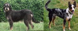 Griffon Nivernais vs German Coolie - Breed Comparison