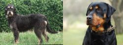 Griffon Nivernais vs Rottweiler - Breed Comparison