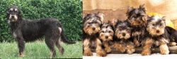 Griffon Nivernais vs Yorkshire Terrier - Breed Comparison