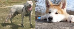 Gull Dong vs Akita - Breed Comparison