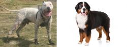 Gull Dong vs Bernese Mountain Dog - Breed Comparison