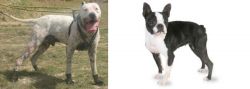 Gull Dong vs Boston Terrier - Breed Comparison