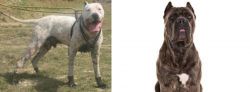 Gull Dong vs Cane Corso - Breed Comparison