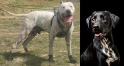 Gull Dong vs Dalmador - Breed Comparison