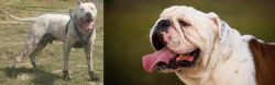 Gull Dong vs English Bulldog - Breed Comparison