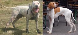 Gull Dong vs English Pointer - Breed Comparison