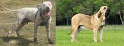 Gull Dong vs Fila Brasileiro - Breed Comparison
