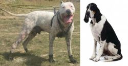 Gull Dong vs Grand Anglo-Francais Blanc et Noir - Breed Comparison