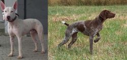Gull Terr vs Braque Francais - Breed Comparison