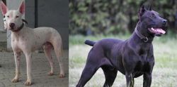 Gull Terr vs Canis Panther - Breed Comparison