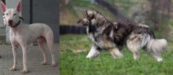 Gull Terr vs Carpatin - Breed Comparison