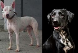 Gull Terr vs Dalmador - Breed Comparison