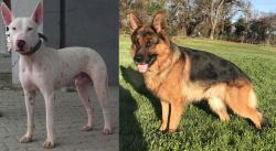 Gull Terr vs German Shepherd - Breed Comparison