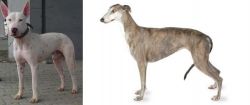 Gull Terr vs Greyhound - Breed Comparison