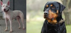 Gull Terr vs Rottweiler - Breed Comparison