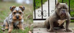 Gully Terrier vs American Bully - Breed Comparison