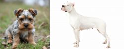 Gully Terrier vs Argentine Dogo - Breed Comparison