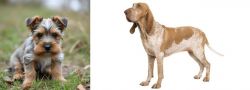 Gully Terrier vs Bracco Italiano - Breed Comparison