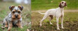 Gully Terrier vs Braque du Bourbonnais - Breed Comparison