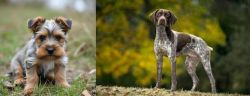 Gully Terrier vs Braque Francais (Gascogne Type) - Breed Comparison