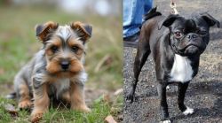 Gully Terrier vs Bugg - Breed Comparison
