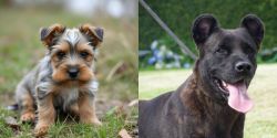 Gully Terrier vs Cao Fila de Sao Miguel - Breed Comparison