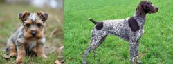 Gully Terrier vs German Shorthaired Pointer - Breed Comparison