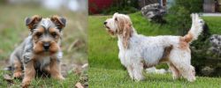 Gully Terrier vs Grand Griffon Vendeen - Breed Comparison