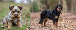 Gully Terrier vs Hovawart - Breed Comparison