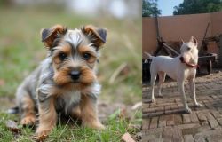 Gully Terrier vs Indian Bull Terrier - Breed Comparison