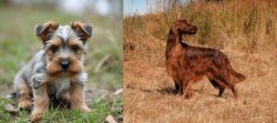 Gully Terrier vs Irish Setter - Breed Comparison