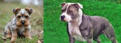 Gully Terrier vs Irish Staffordshire Bull Terrier - Breed Comparison