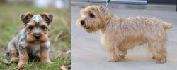 Gully Terrier vs Lucas Terrier - Breed Comparison
