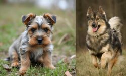 Gully Terrier vs Native American Indian Dog - Breed Comparison