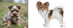 Gully Terrier vs Papillon - Breed Comparison