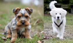 Gully Terrier vs Polish Tatra Sheepdog - Breed Comparison